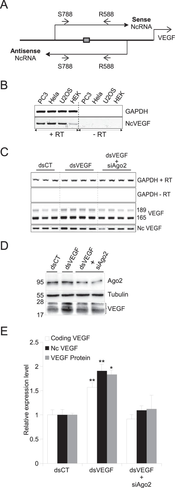 FIG 1