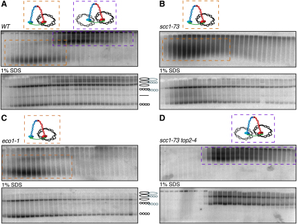 Figure 5