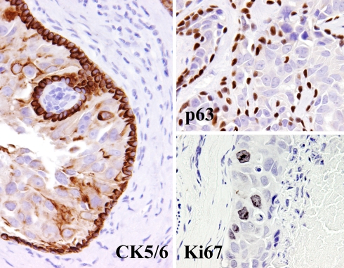 Fig. 12