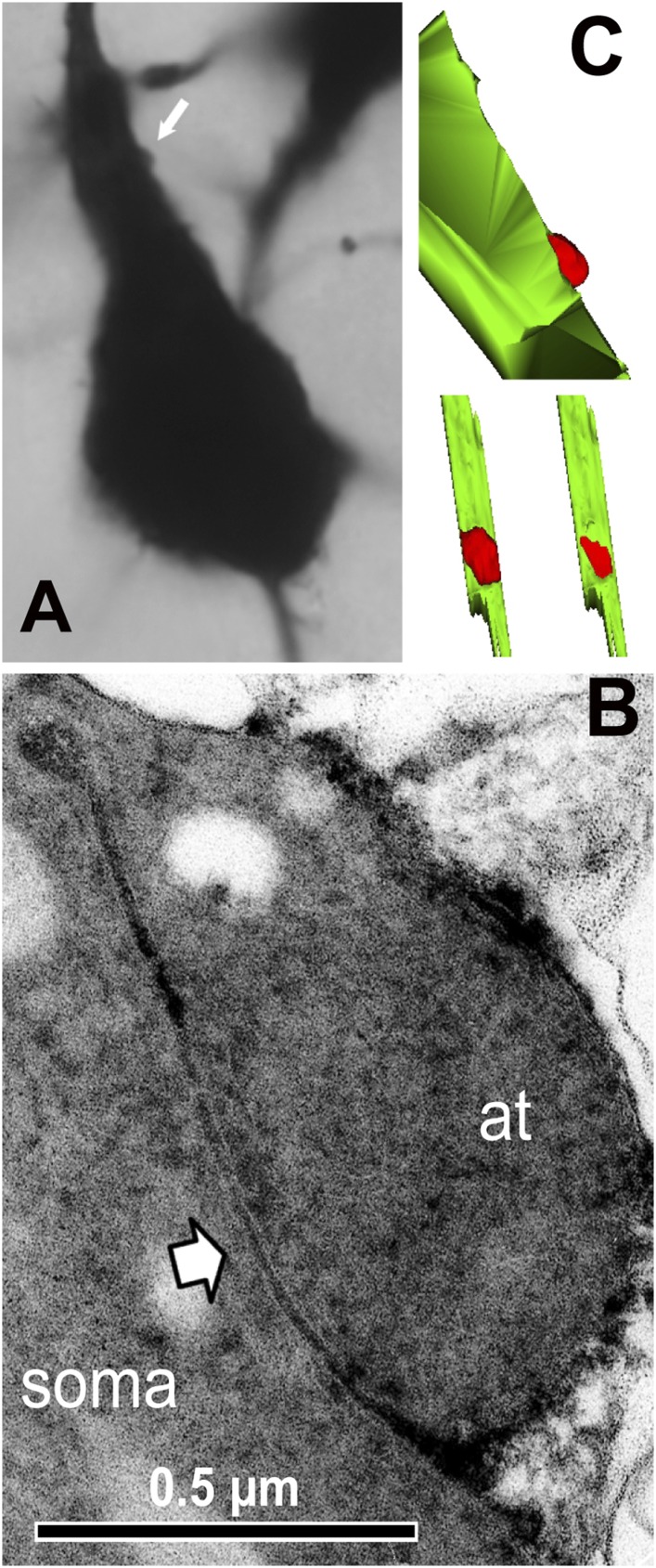 Figure 5—figure supplement 1.