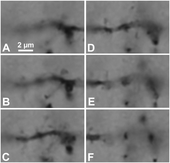 Figure 3—figure supplement 1.