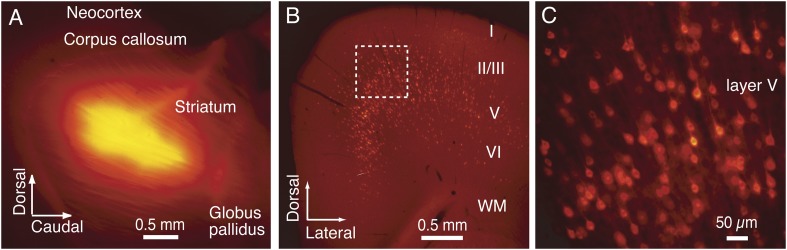 Figure 1—figure supplement 1.