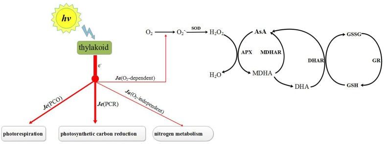 FIGURE 1