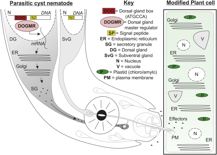 Figure 1