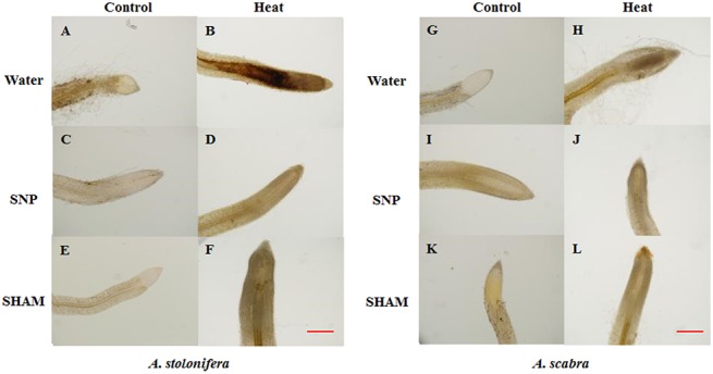 Fig 10