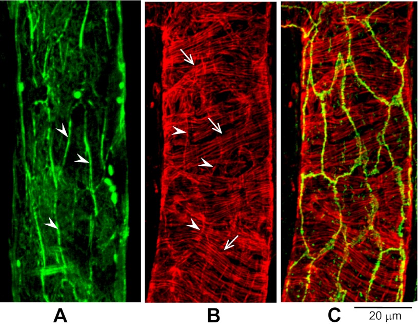 Fig. 3.