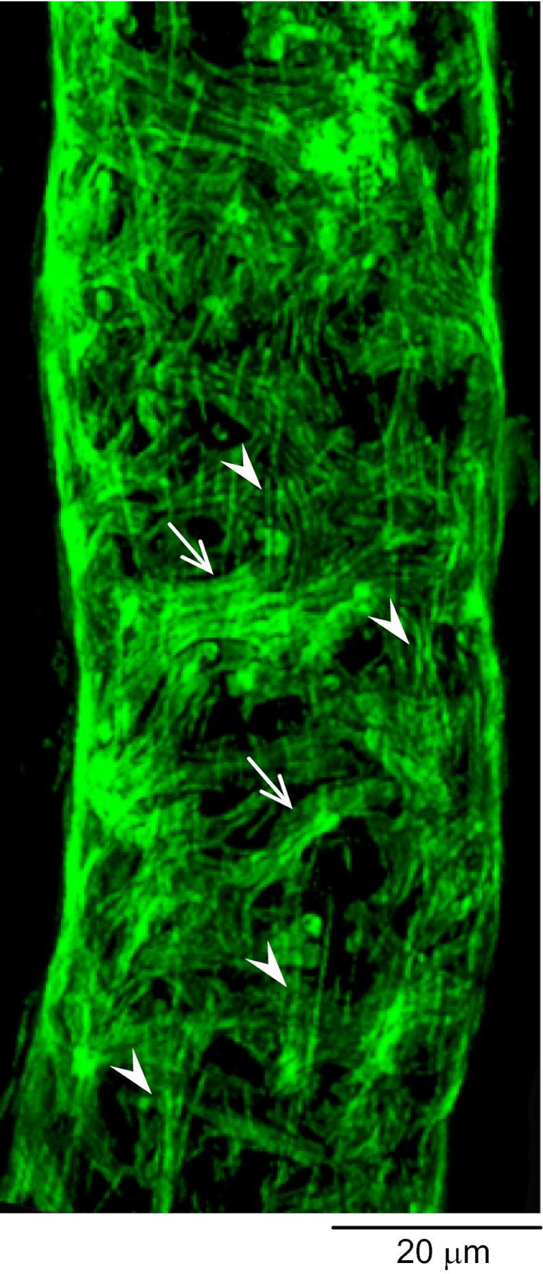 Fig. 5.