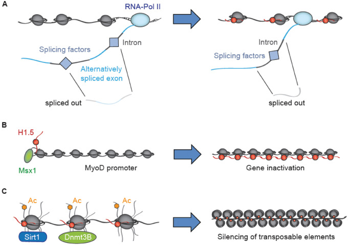 Figure 2: