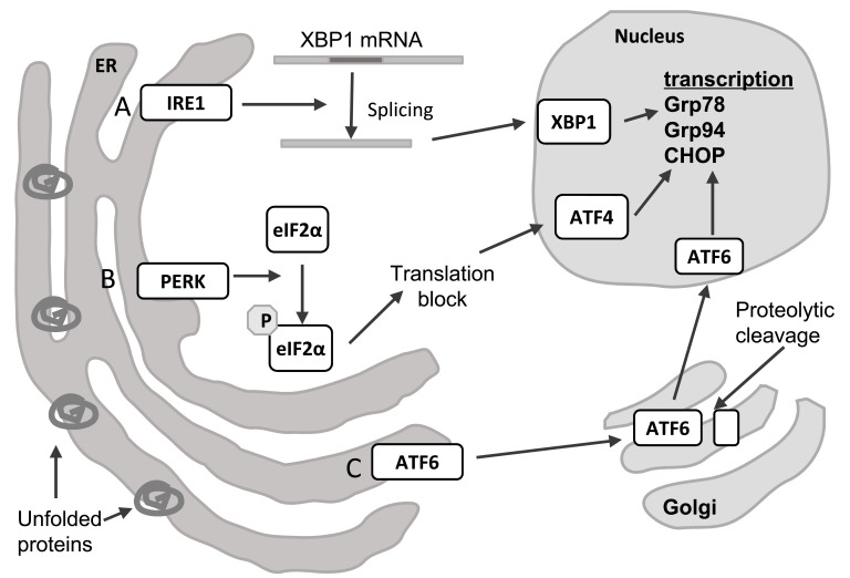 Fig. (1)