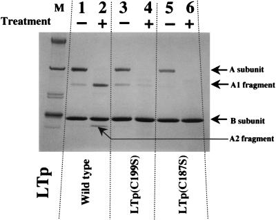 FIG. 5