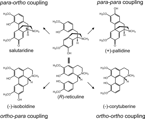 FIGURE 1.