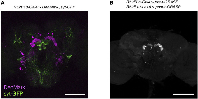 FIGURE 6