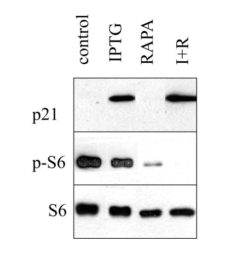 Figure S1.