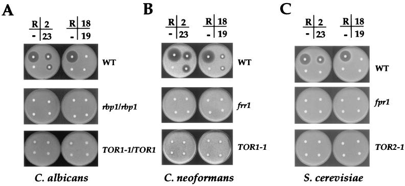 FIG. 3