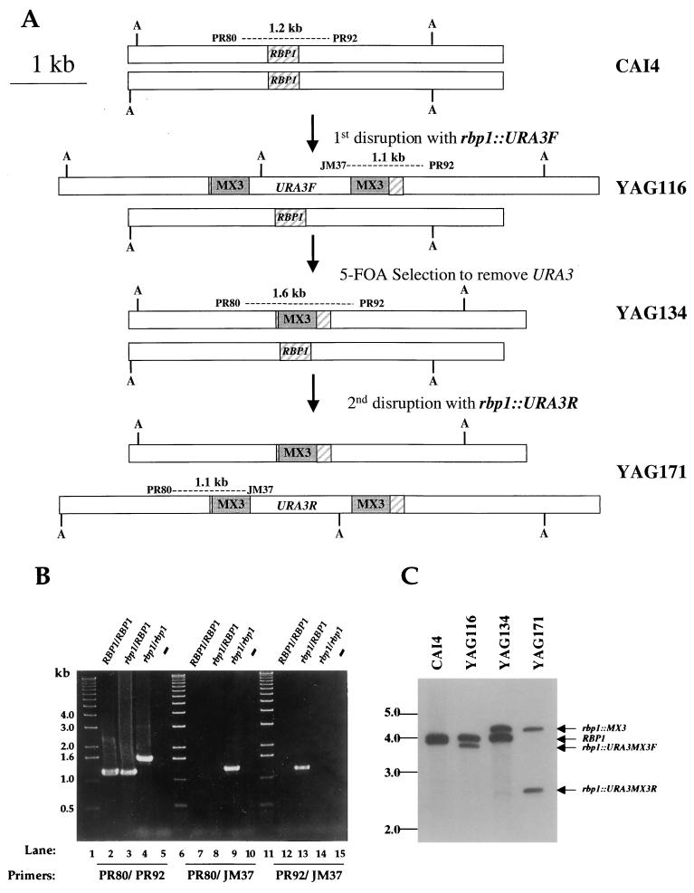 FIG. 1