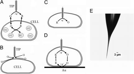 Fig. 1.