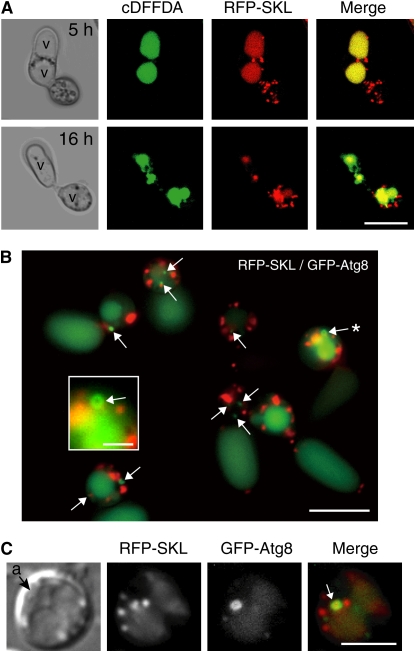 Figure 4.