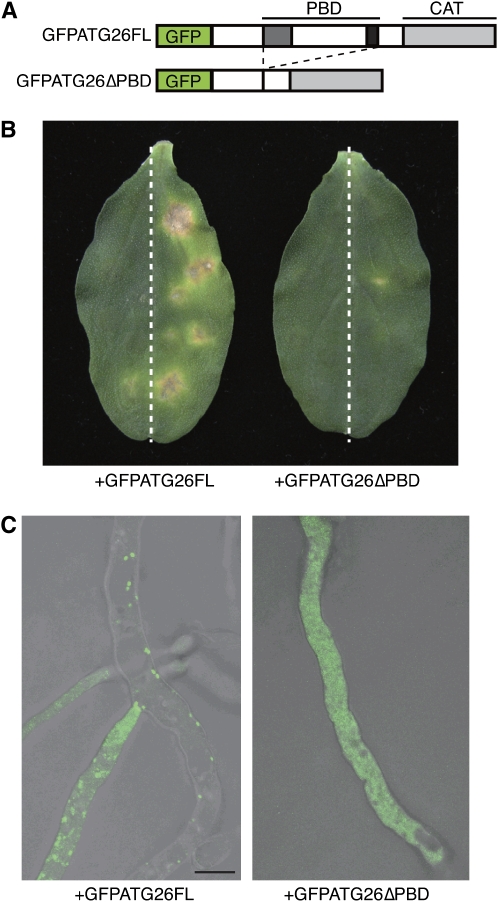 Figure 7.