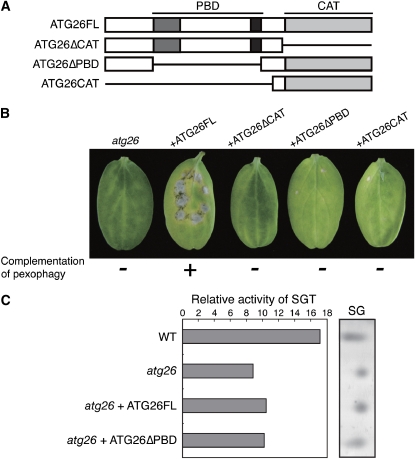 Figure 6.