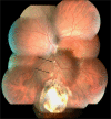 Fig. 8