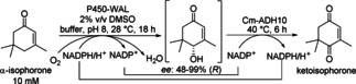 Scheme 8