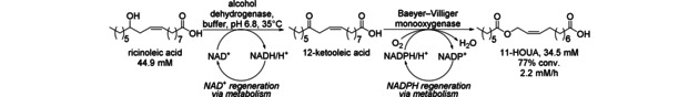 Scheme 33