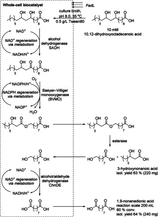 Scheme 38