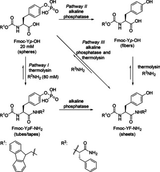 Scheme 19