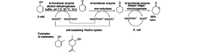 Scheme 4