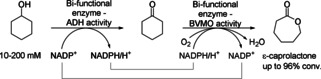 Scheme 5