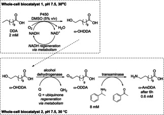 Scheme 37