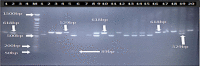 Fig. 3: