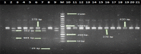 Fig. 2: