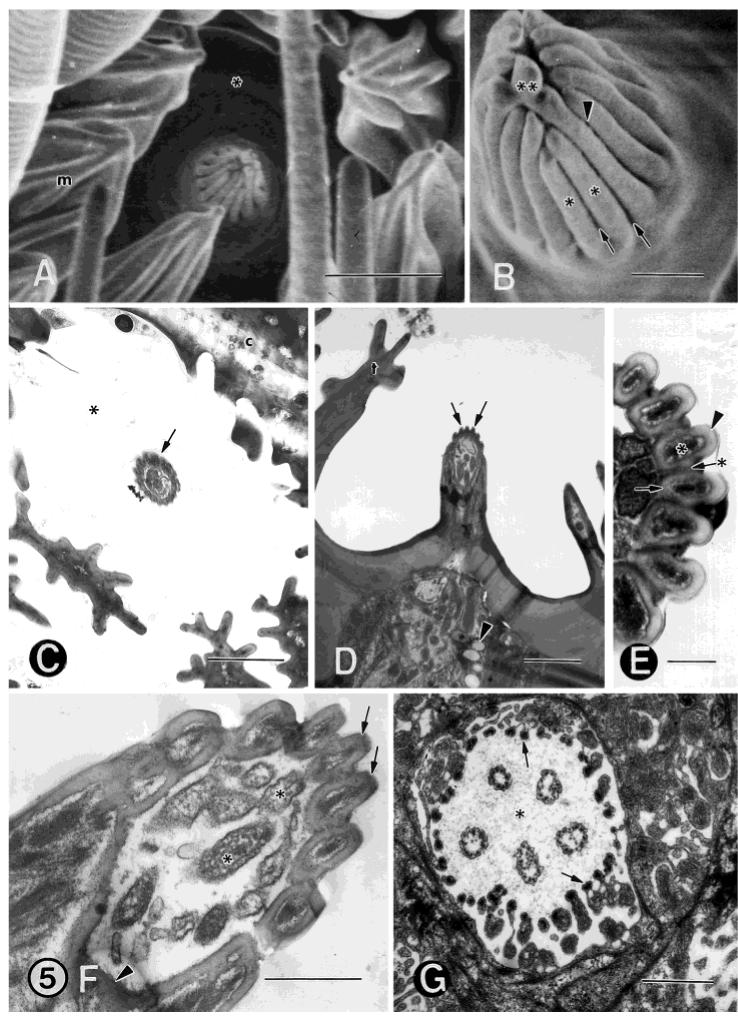 Fig. 5