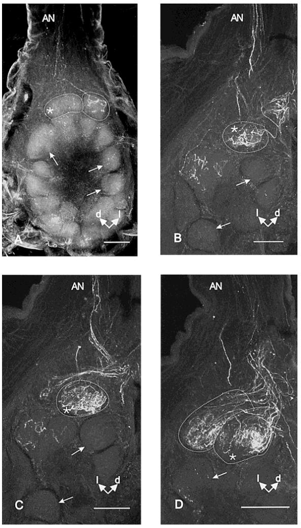 Fig. 12