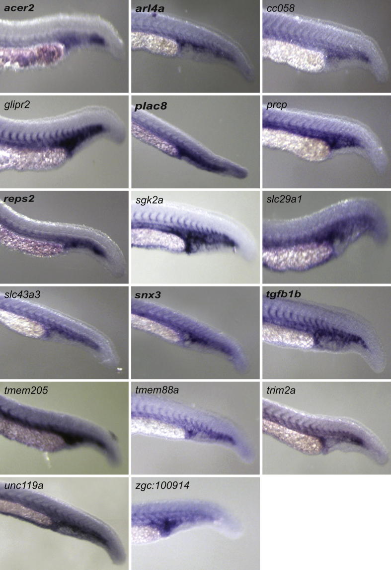 Supplementary Fig. 4