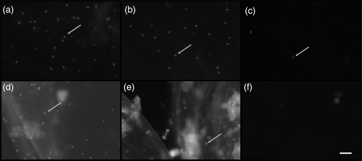 Figure 2: