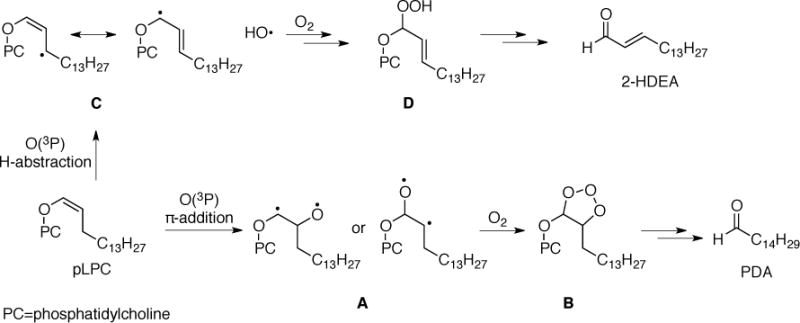 SCHEME 4