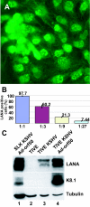 FIG. 2.