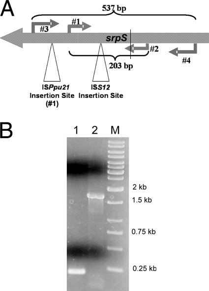 FIG. 1.