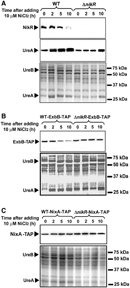 Figure 6.