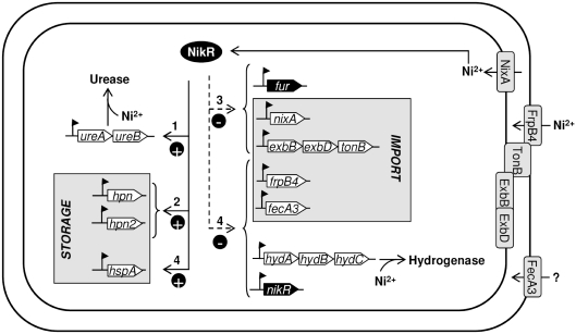 Figure 7.