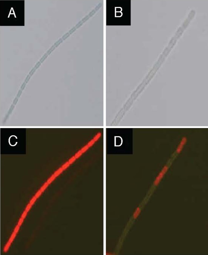 Fig. 10