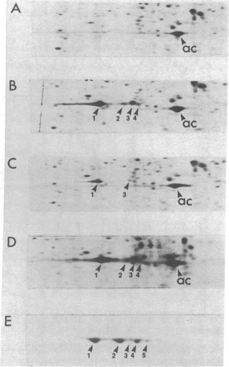 graphic file with name pnas00638-0082-a.jpg