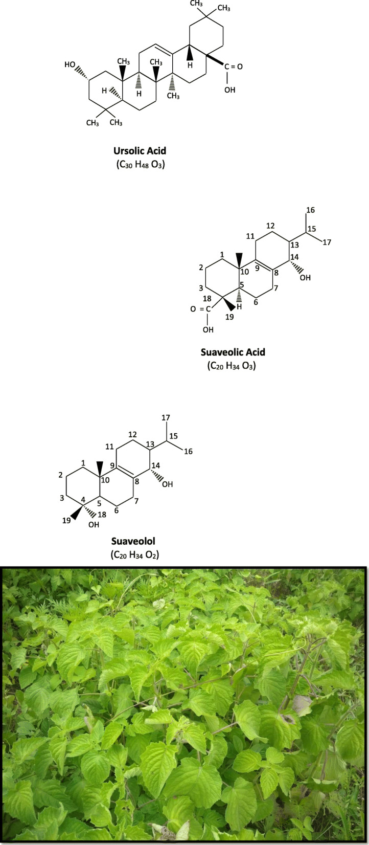 Fig. 1