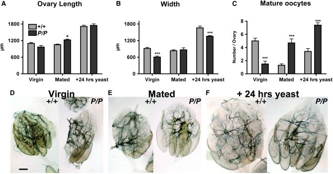 Figure 5.—