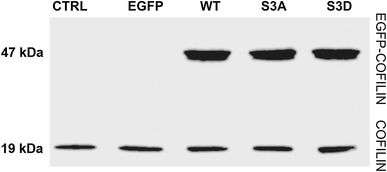 Fig. 4