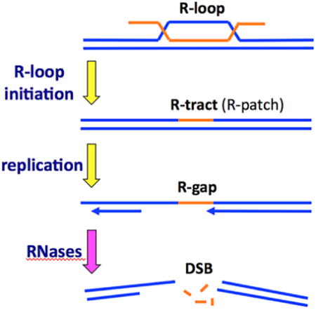 graphic file with name nihms902079u1.jpg