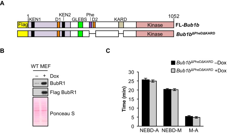 Figure 9—figure supplement 1.