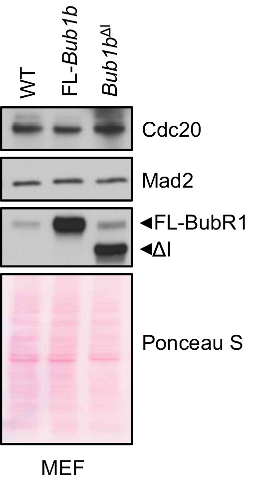 Figure 6—figure supplement 1.